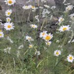 June gardening ideas: summer (month seven)