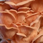How to grow pink oyster mushrooms without plastic