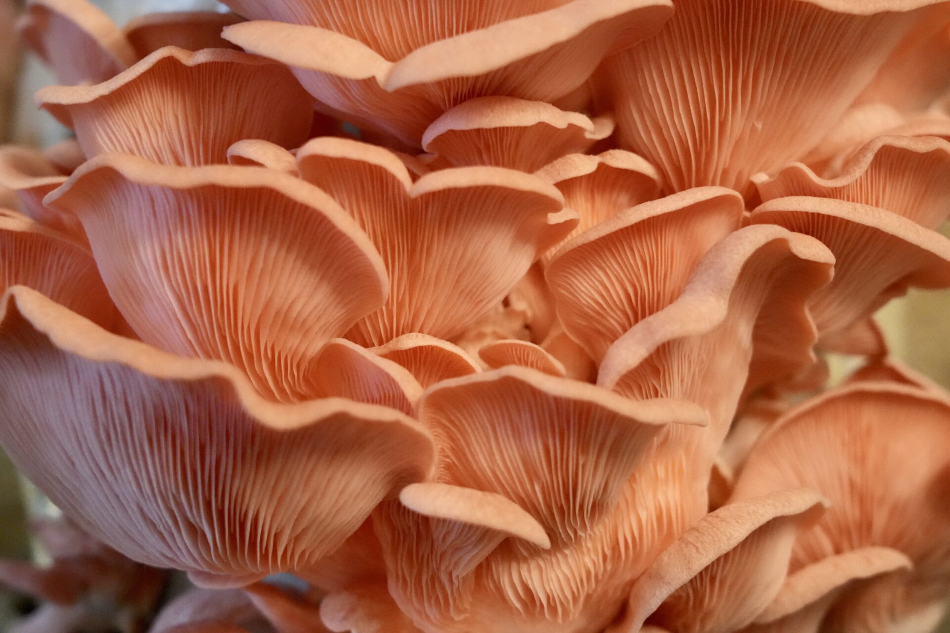 How to grow pink oyster mushrooms without plastic Jack Wallington Nature & Gardens
