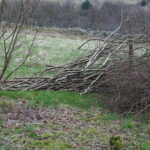 How to coppice hazel for bean poles and pea stick supports
