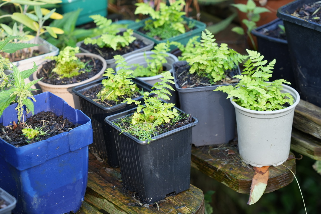 How to grow ferns from spores | Jack Wallington | Nature & Gardens
