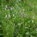 19 things at RHS Chelsea Flower Show 2024