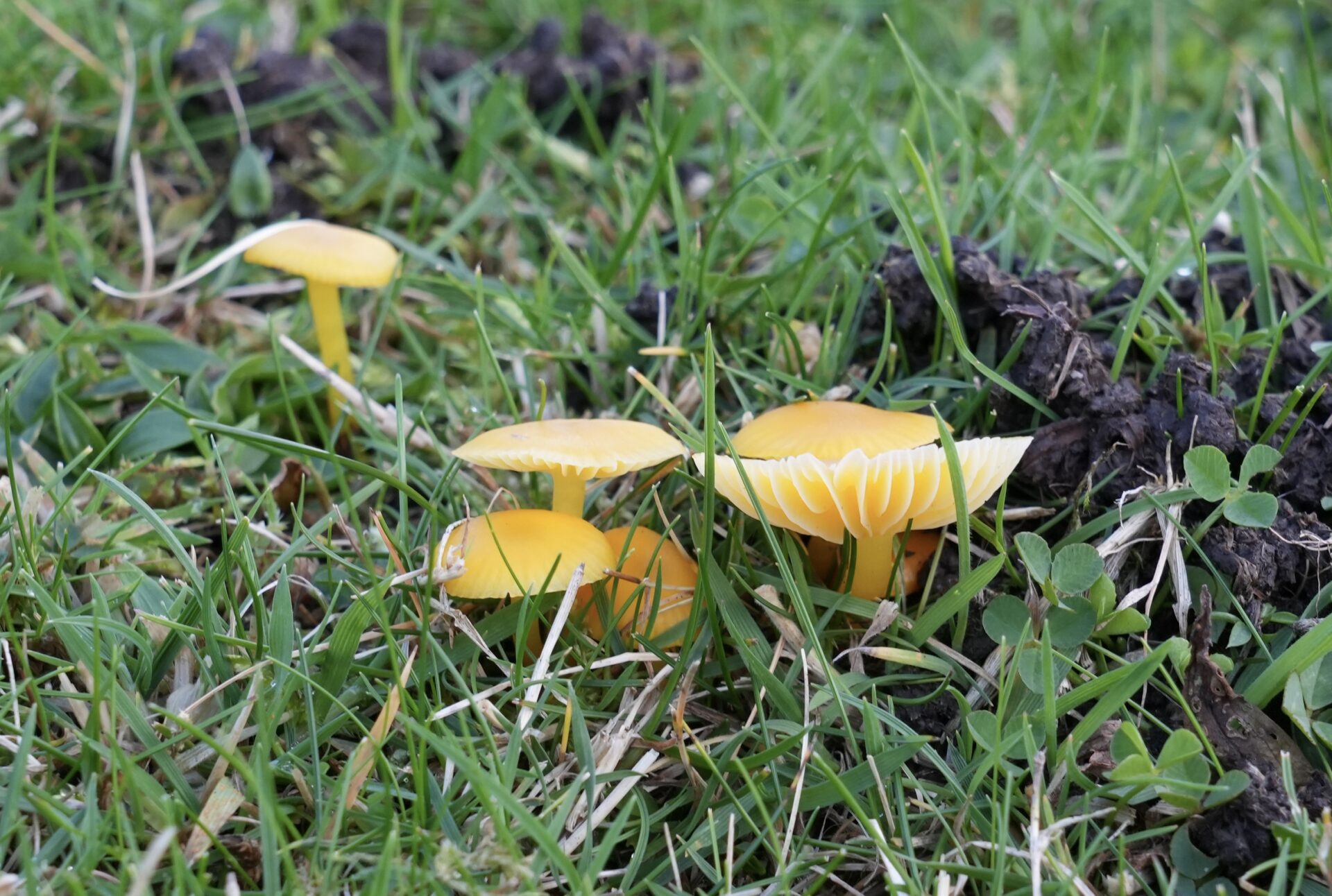 Ought to we cease evaluating fungi to apples? | Jack Wallington Ought to we cease evaluating fungi to apples? | Jack Wallington