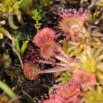 Ban peat: legislation shouldn’t be this hard