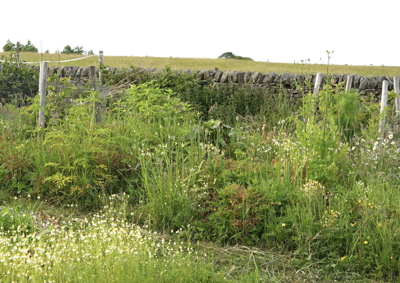 An edible perennial plant community using savoury vegetable plants in early summer