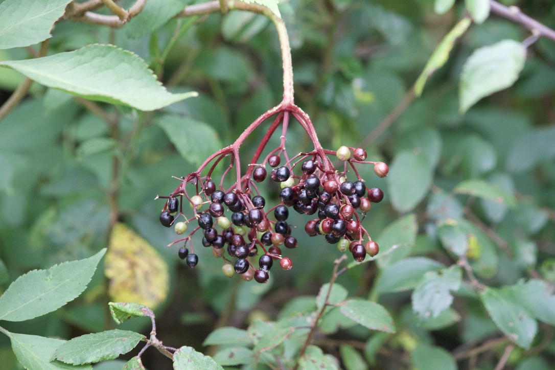 Elderflower an edible perennial eaten by birds 