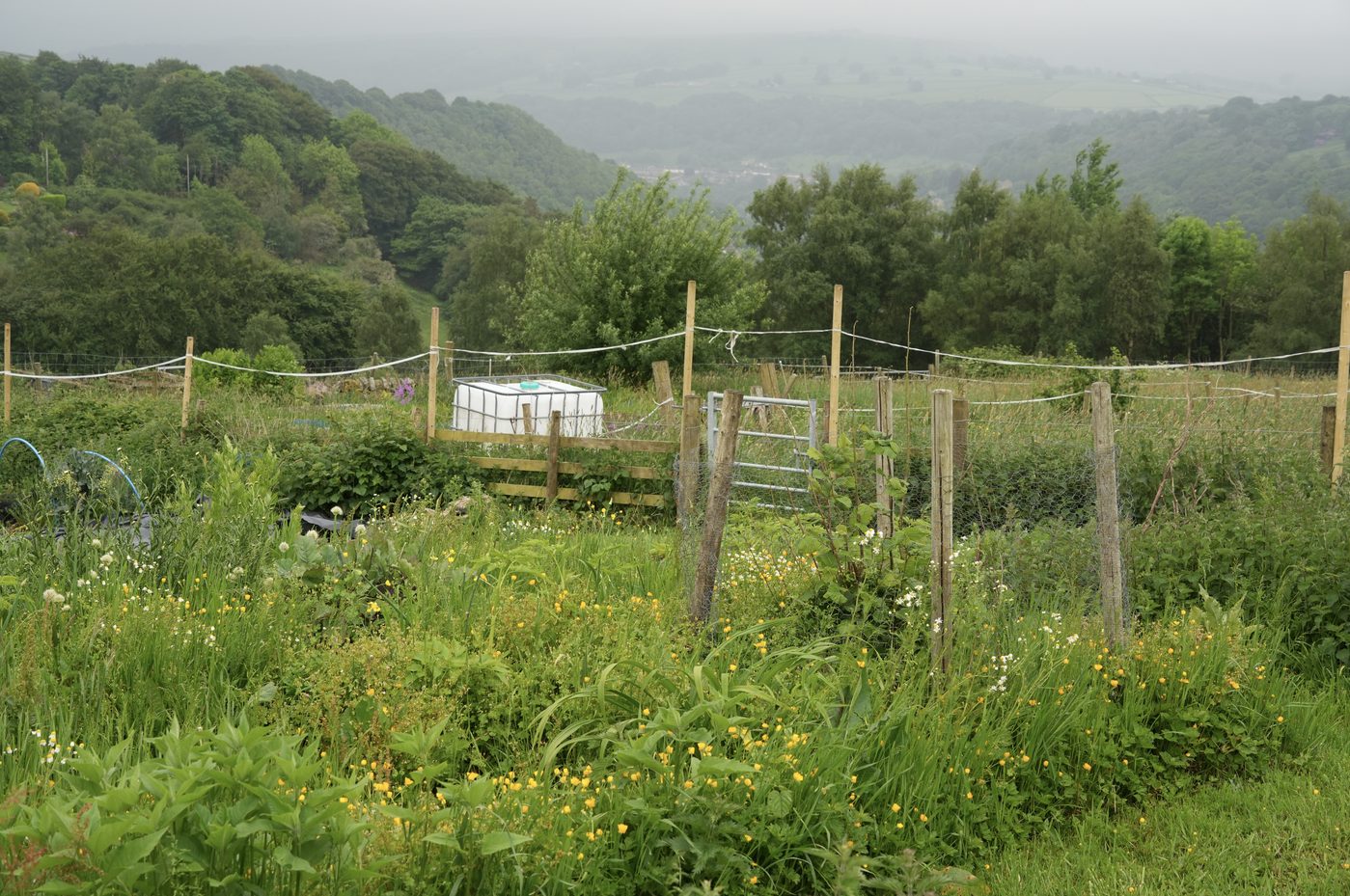 An edible perennial plant community using savoury vegetable plants in spring