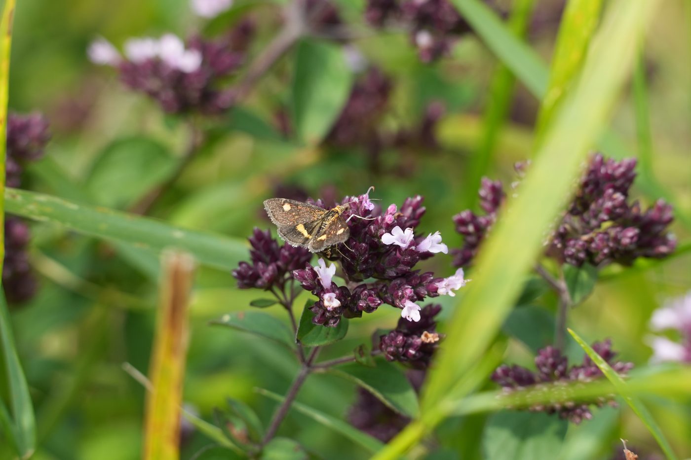 A mint moth on a oregano edible perennial plant 