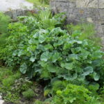How do edible plant communities work?
