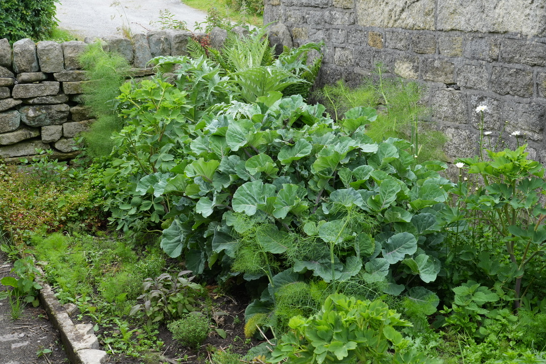 An edible perennial vegetable garden using plant community design