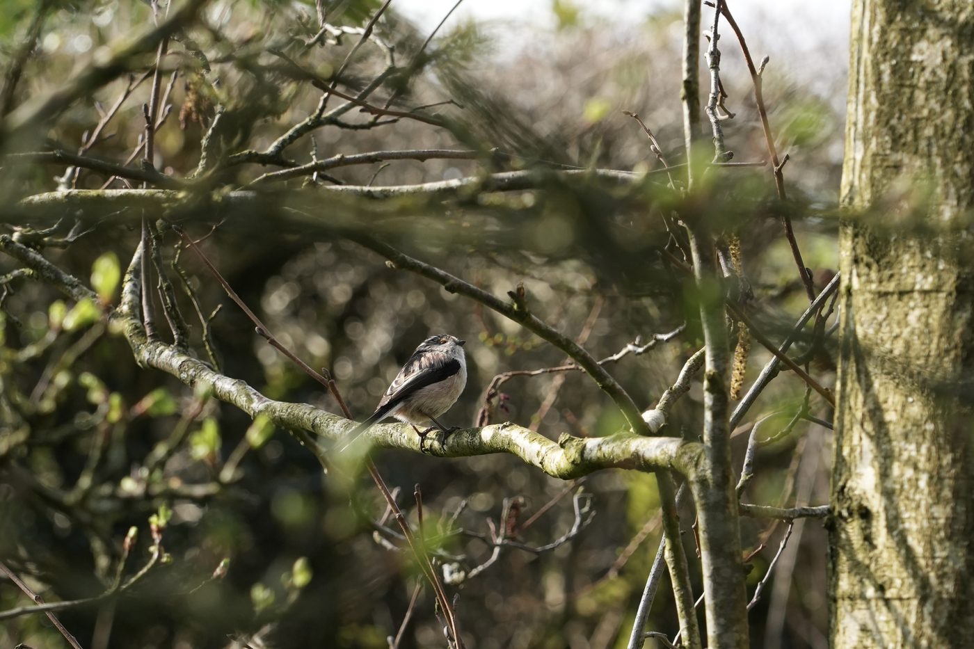 Long tailed tit on hazel trees an edible perennial crop