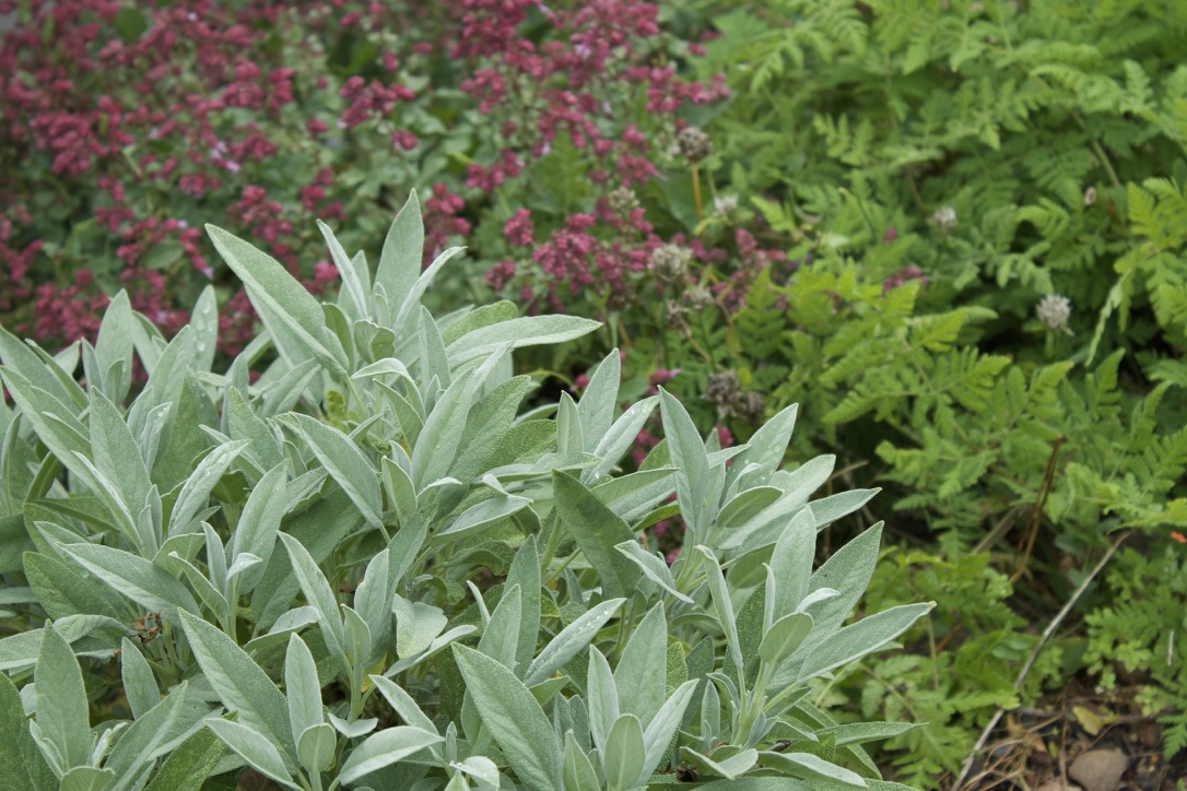 Edible perennial herbs sage 