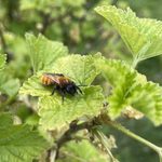 How to grow perennial food and garden for wildlife?