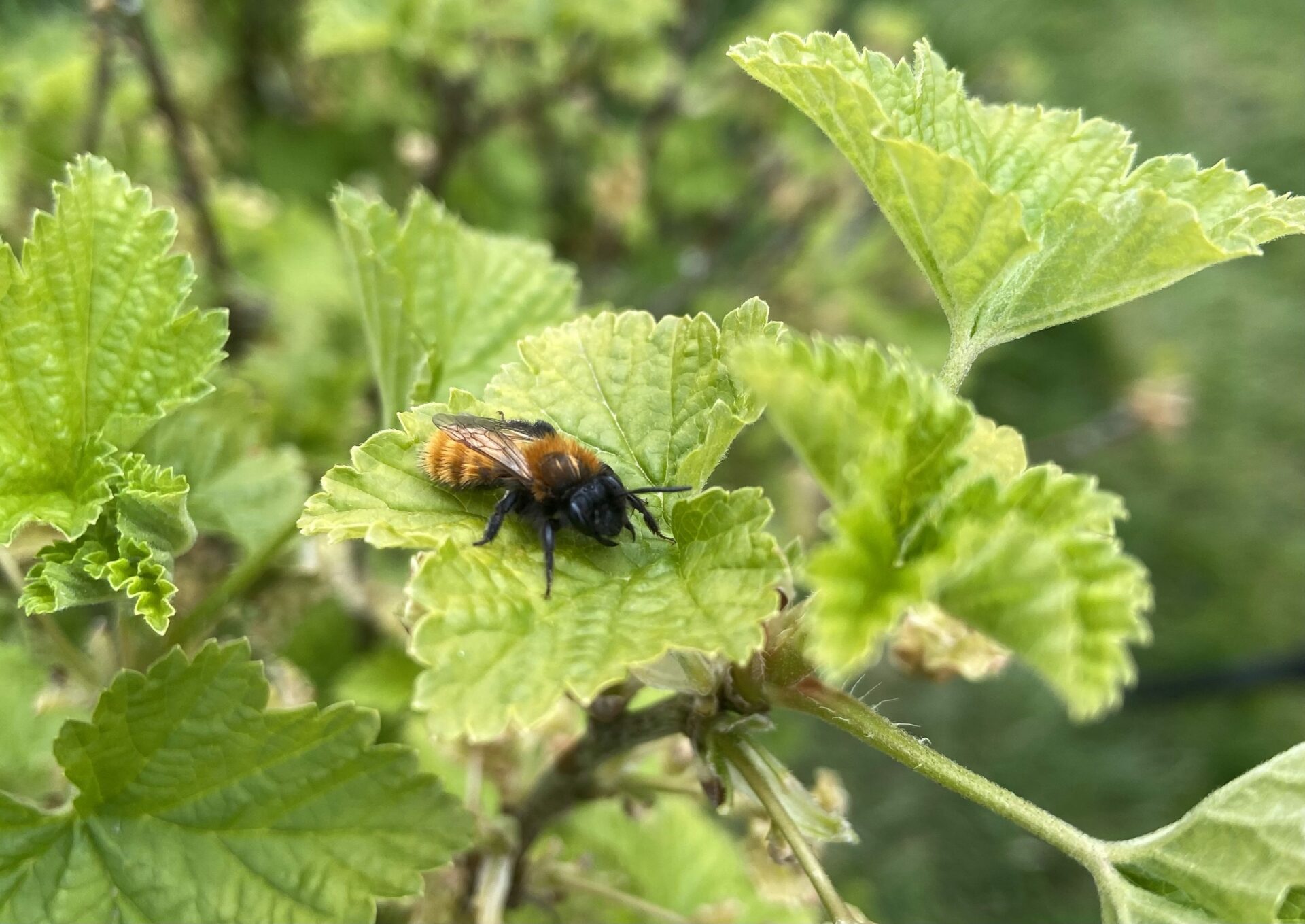 How to grow perennial food and garden for wildlife?