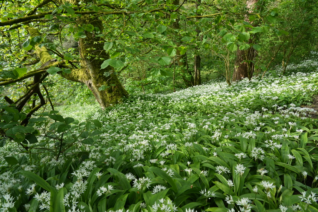 An edible perennial plant community including wild garlic in woodland