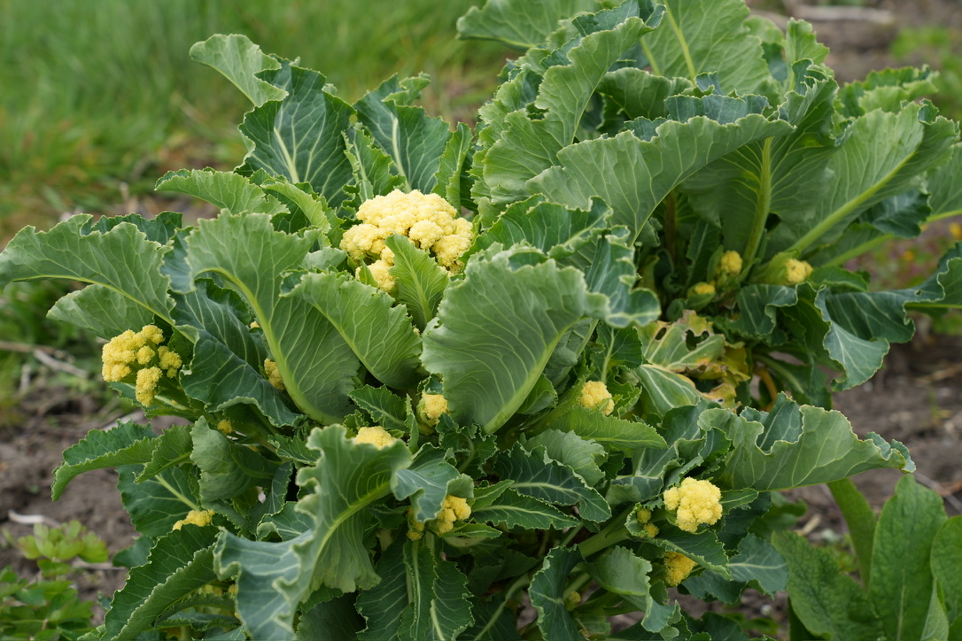 Perennial cauliflower edible perennials grower gatherer