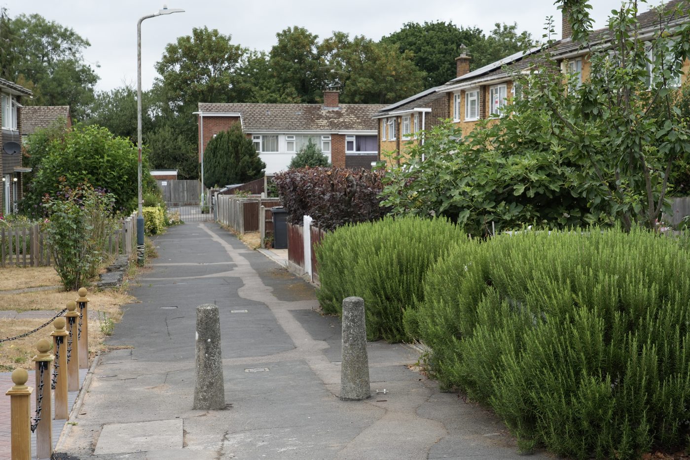 Rosemary forming a tidy edible hedge Jack Wallington