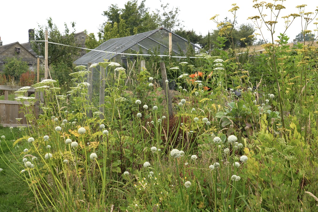 An edible perennial plant community by Jack Wallington, Grower Gatherer