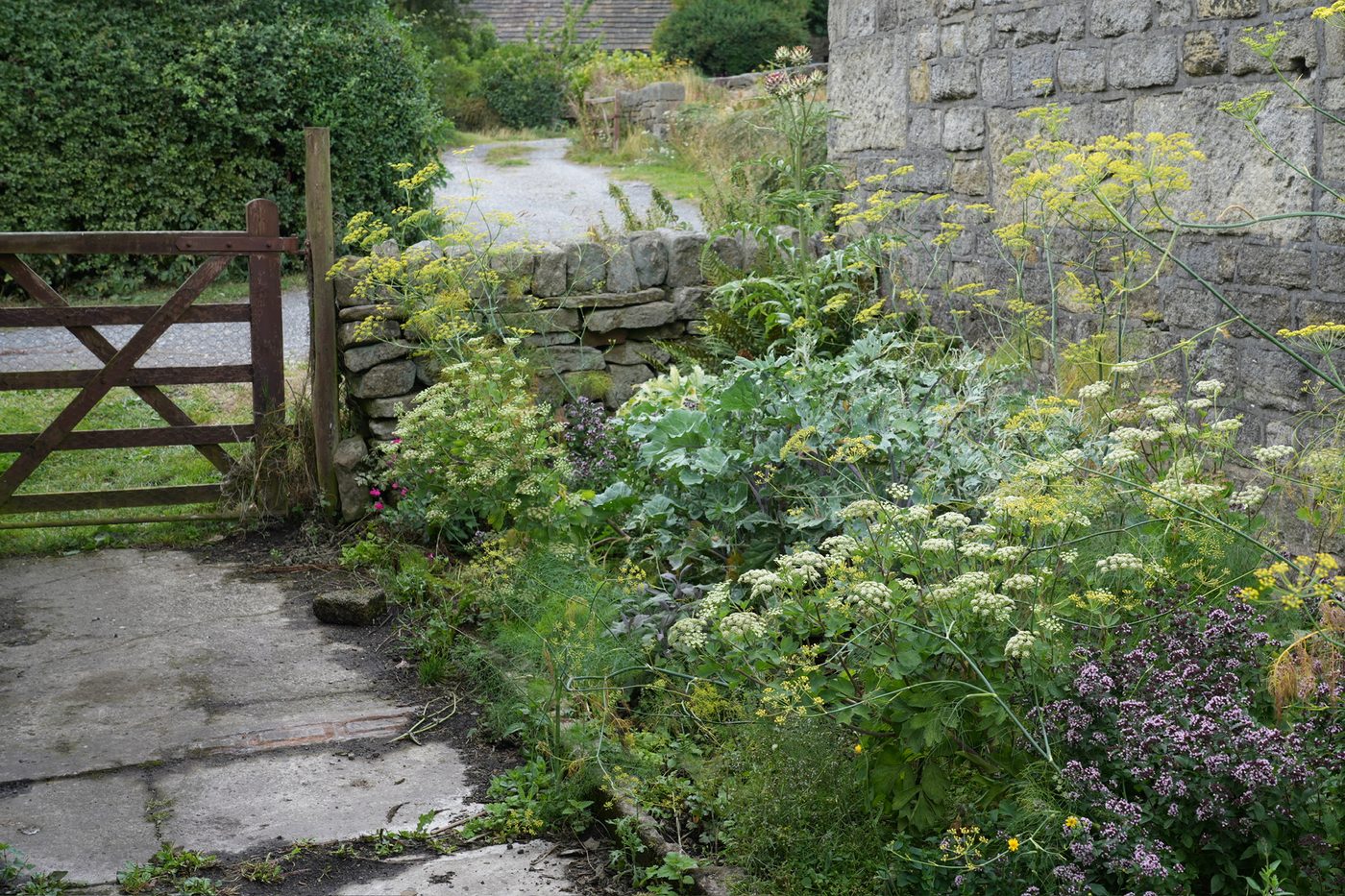 Edible food plant community in a garden
