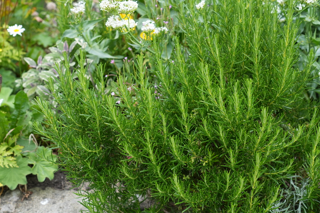 Edible rosemary perennial 