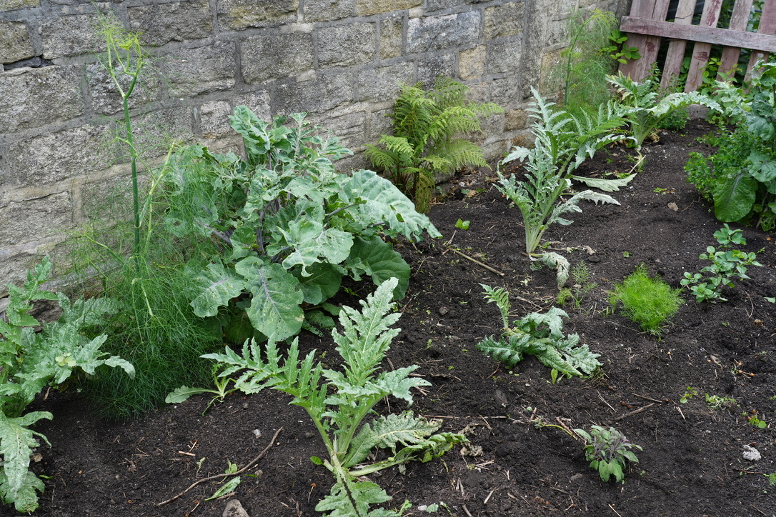 Edible perennials first year planting