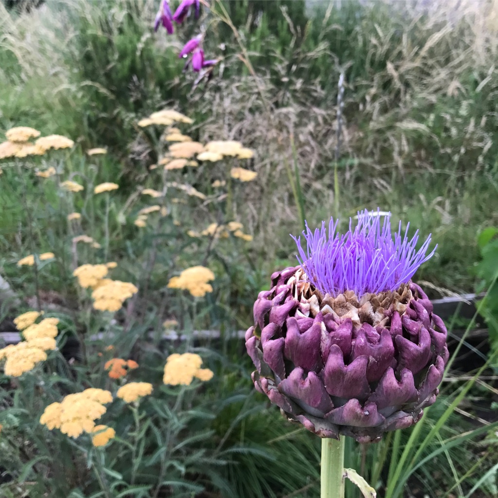 Artichoke perennial vegetable edible 