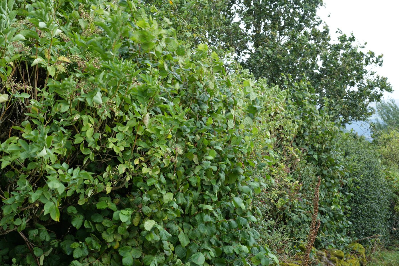 Jack Wallington edible hedge mixed native