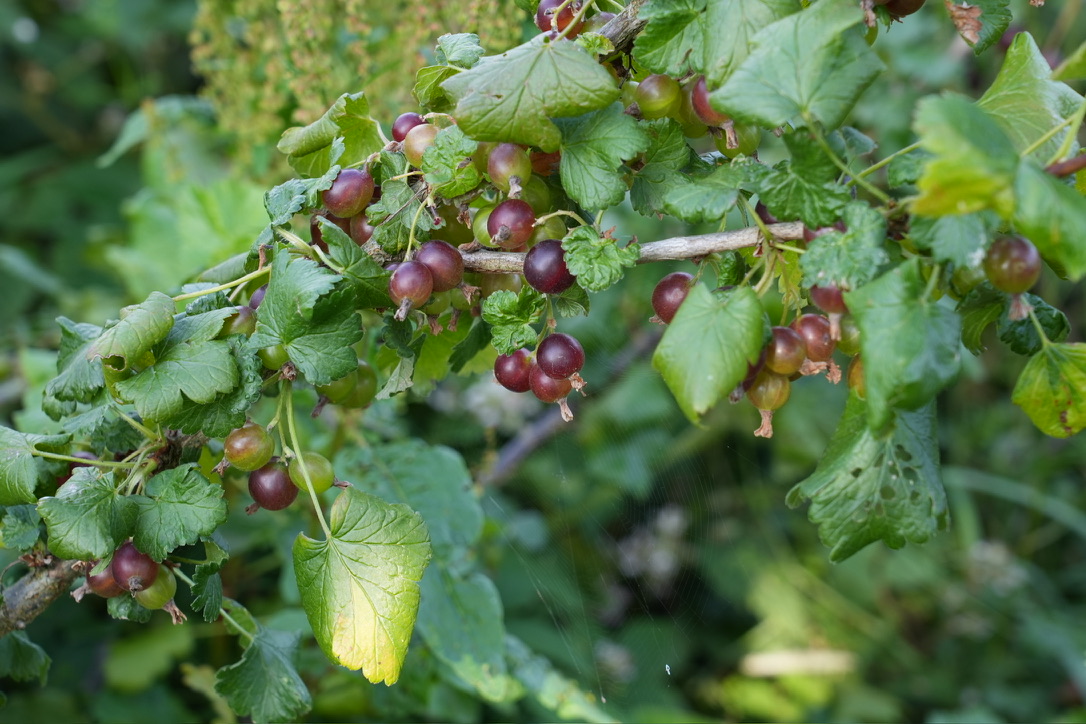 Jostaberry as part of an edible hedge Jack Wallington