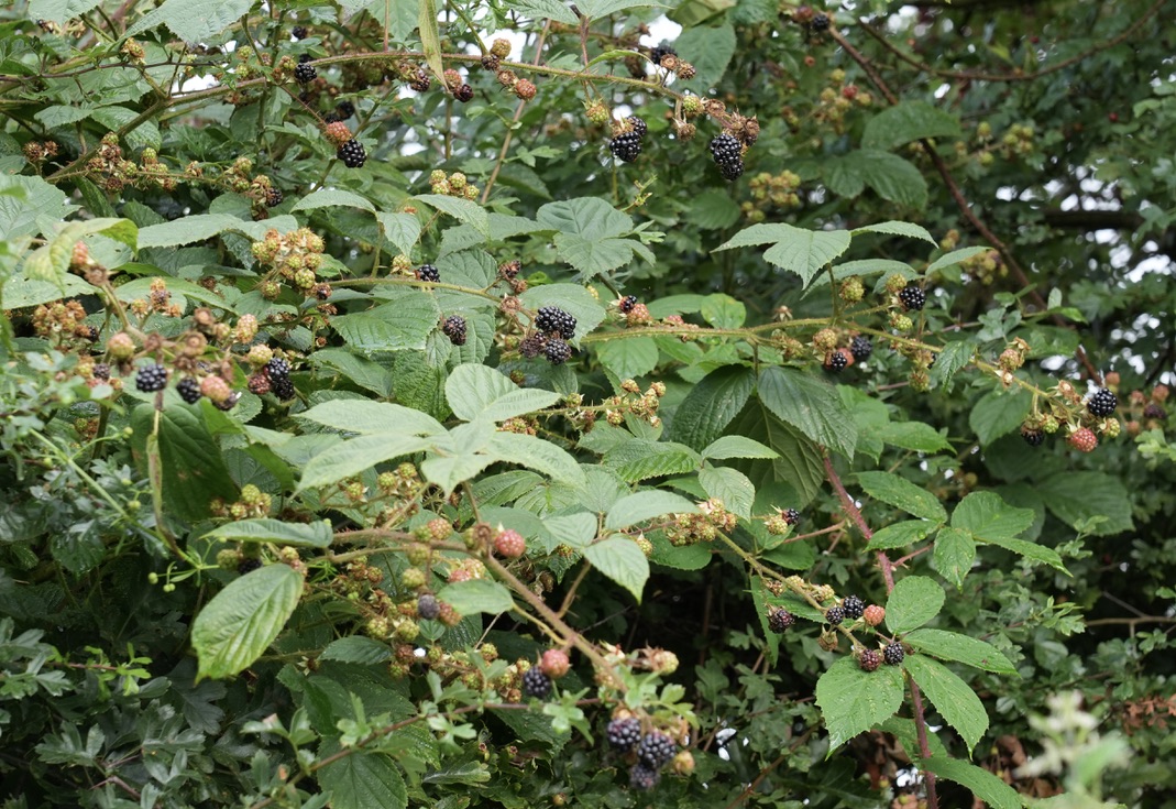 Edible perennial fruit from blackberries 
