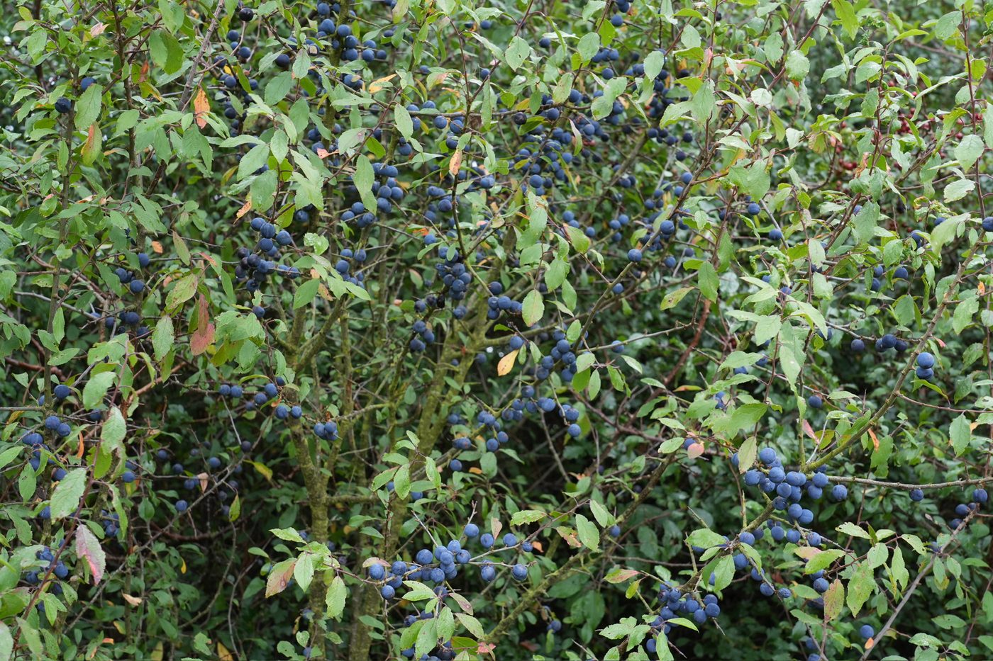 sloes as part of an edible hedge