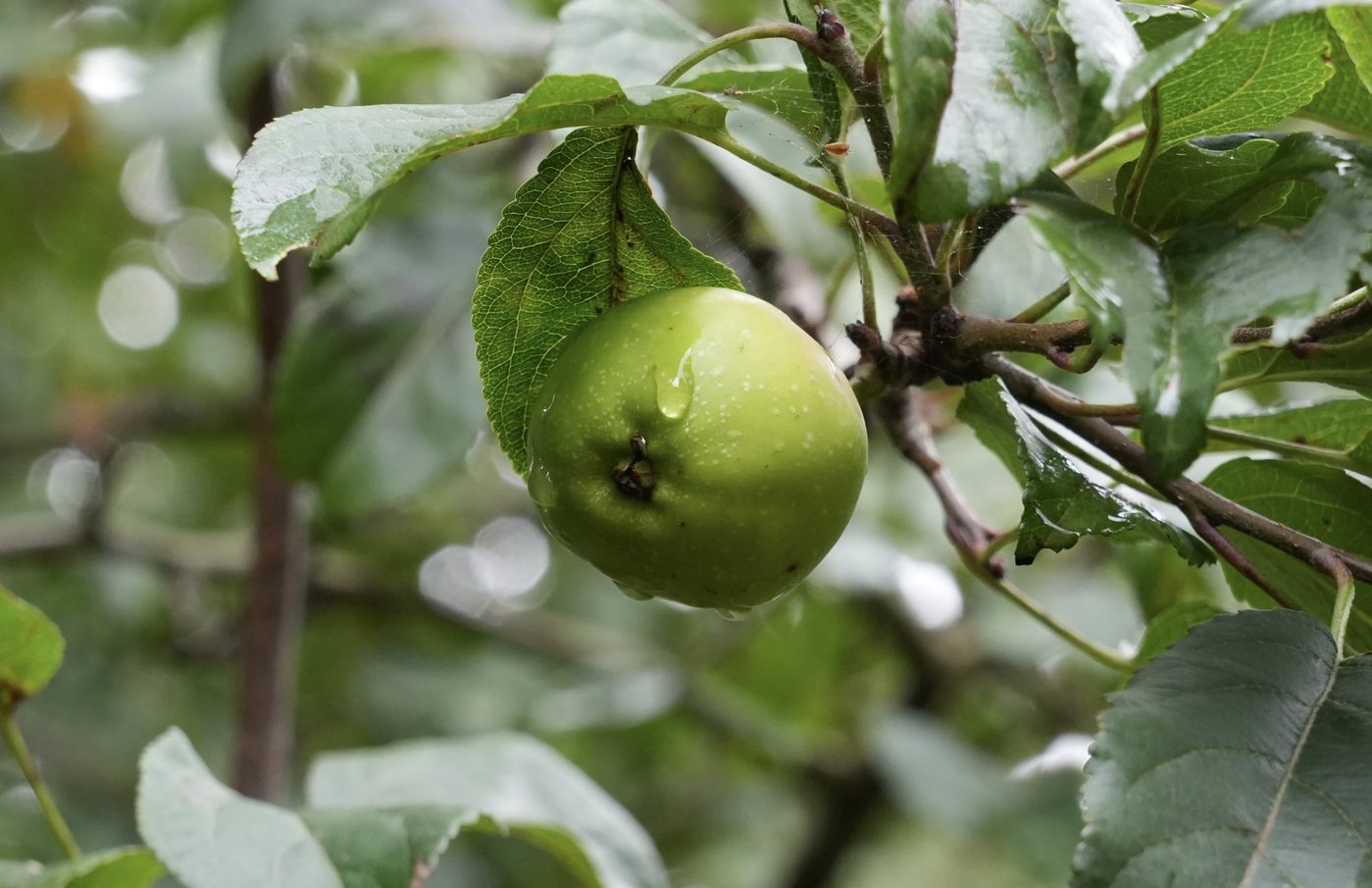 Crab apple in edible hedge Jack Wallington