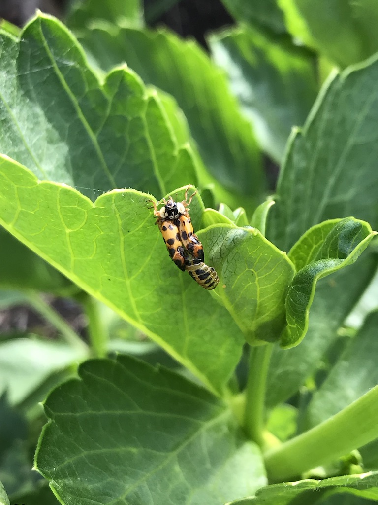 Ladybird on an edible perennial coastal hog fennel 