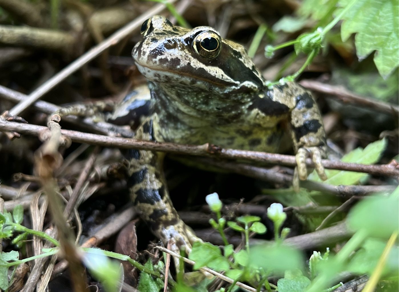 Common frog enjoying life in the understory of an edible perennial food forest garden 